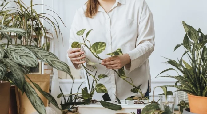 Как да увеличите влажността на растенията през зимата