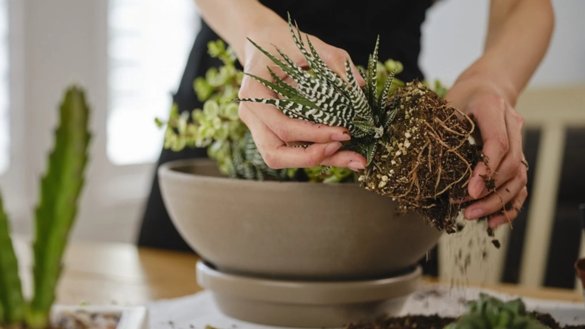 Колко често да торите стайните си растения