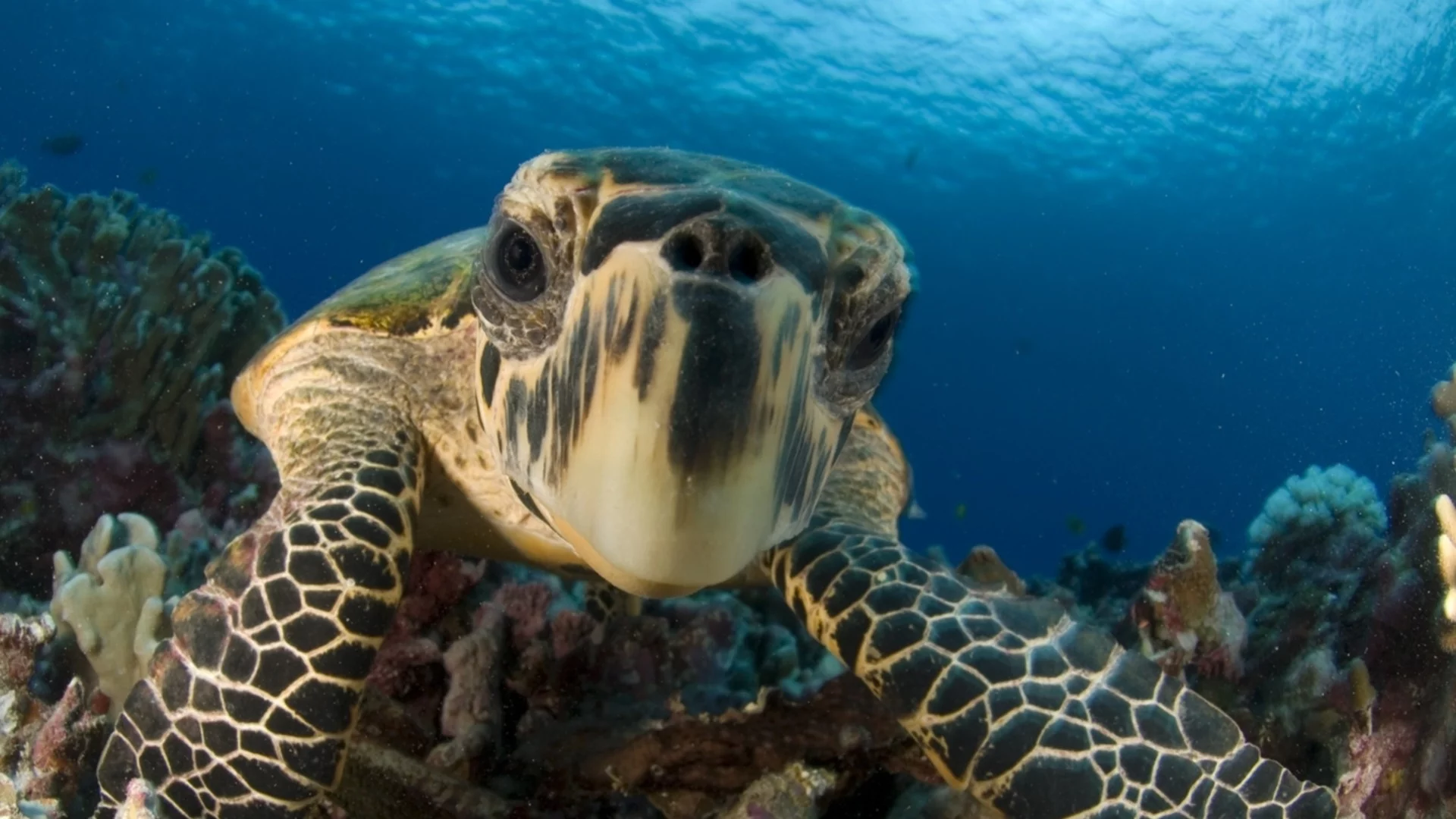 Чудо: Морска костенурка се възстанови след нападение от акула