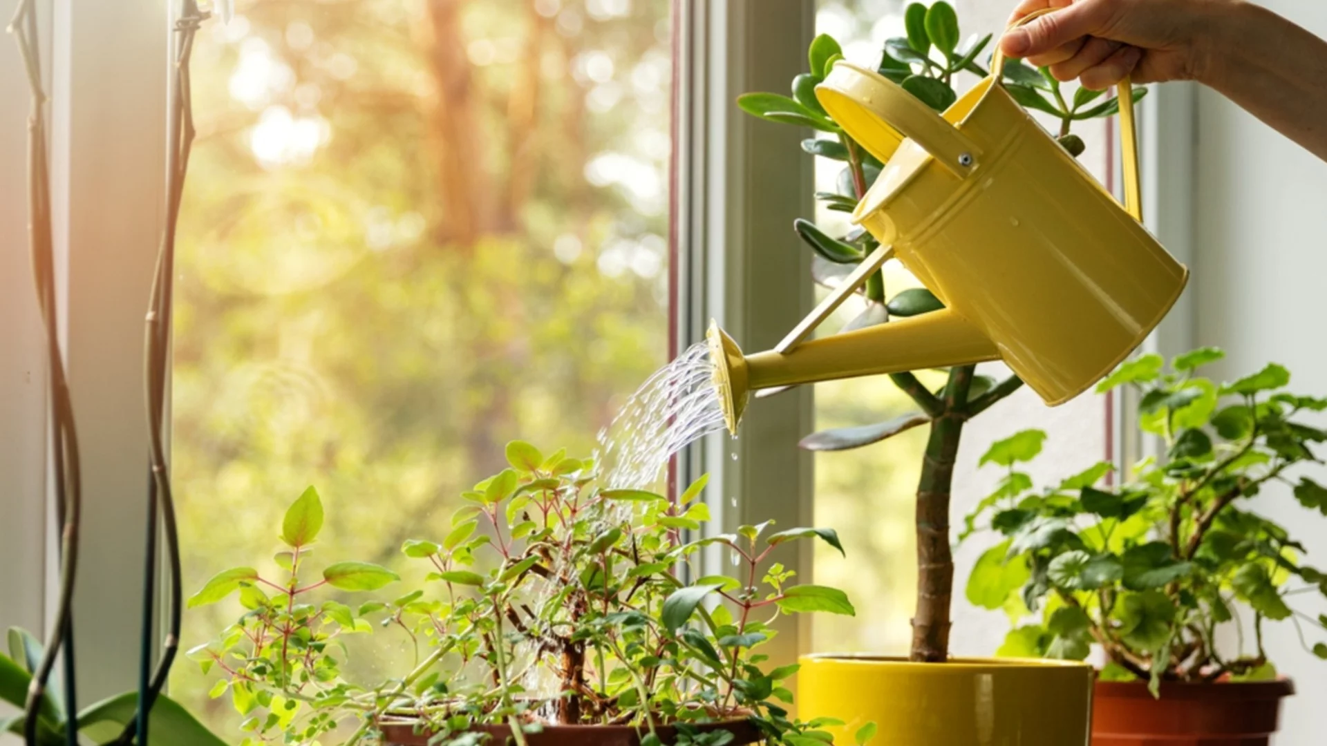 Как да разберете от колко вода се нуждае растението ви