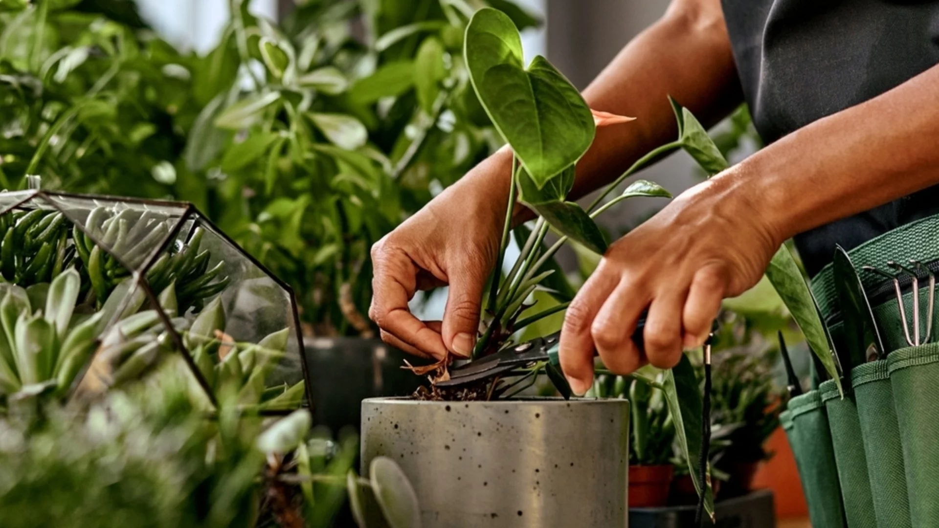 Как да изберем правилния тор за растенията?