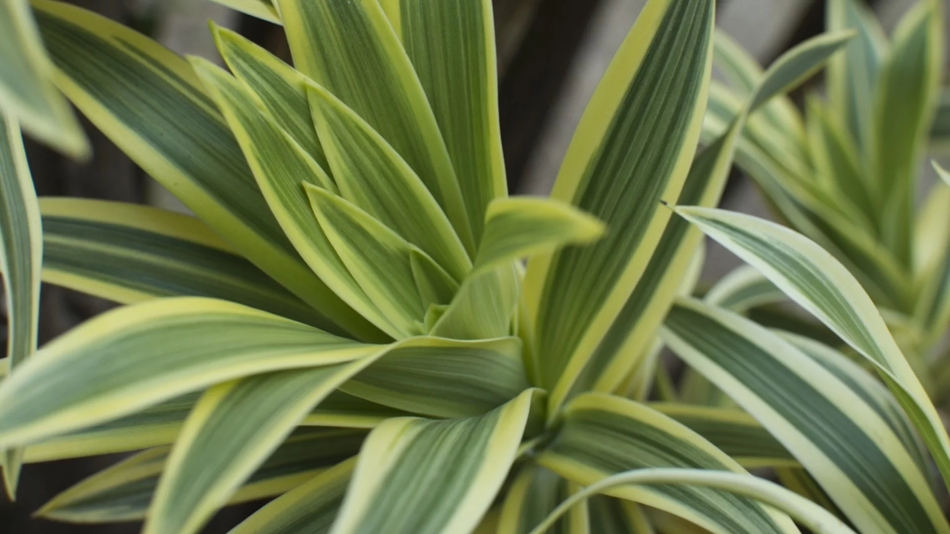 Кафяви петна по драцената - причини и лечение