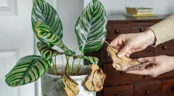 Жълти листа по растенията - причини и лечение