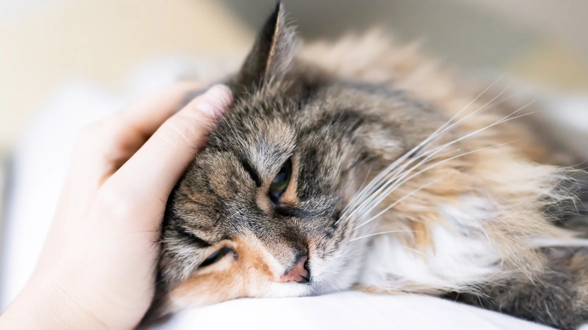 Спасиха коте, зазидано в саниран блок