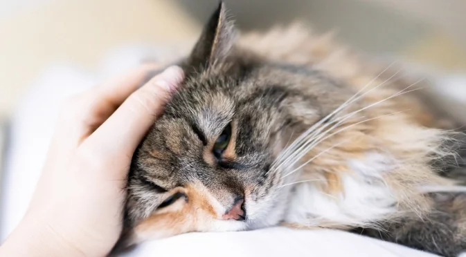 Спасиха коте, зазидано в саниран блок