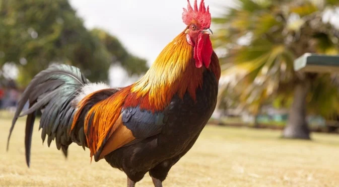 Утре Близнаци, Дева + още 2 зодии ще кроят на петела гащи