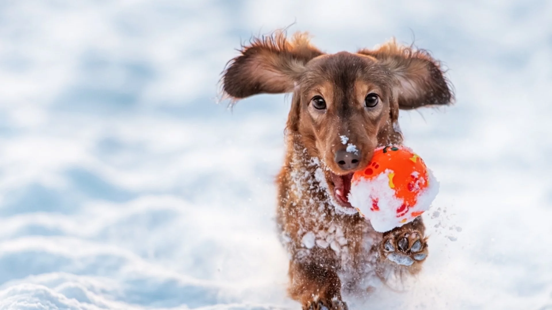 Къде да очакваме сняг? Времето утре - 31 януари 2026 г. 