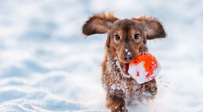 Къде да очакваме сняг? Времето утре - 31 януари 2026 г. 