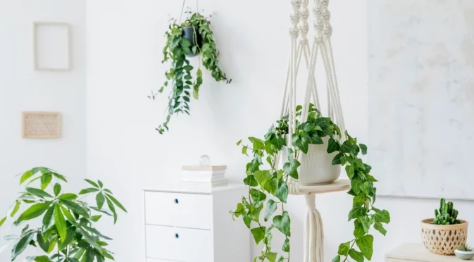 Защо във всеки дом трябва да има висящи растения?