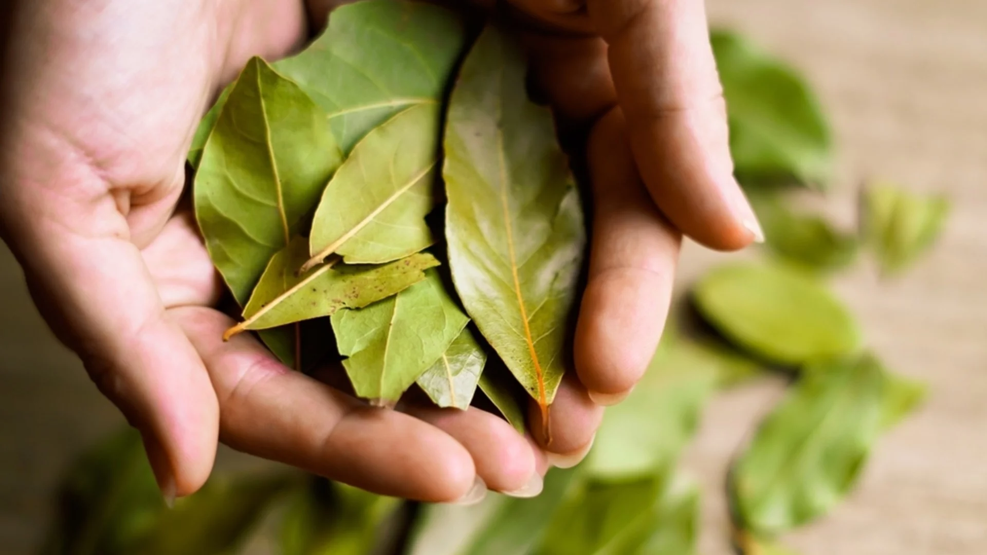 Сложете в дома си дафинов лист със сода и няма да повярвате какво ще стане