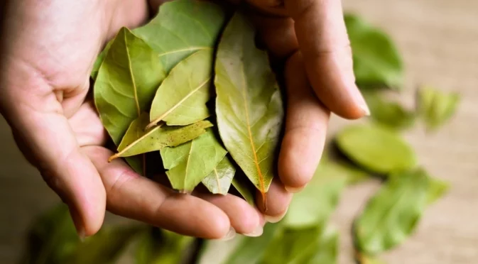 Сложете в дома си дафинов лист със сода и няма да повярвате какво ще стане