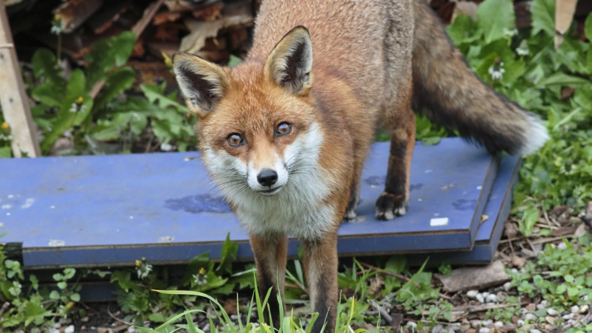 Лисица си устрои среща с врана в двора на столично училище (СНИМКИ)