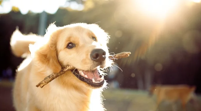 2–8 февруари: Идва уникално щастлива седмица за 4 зодии!