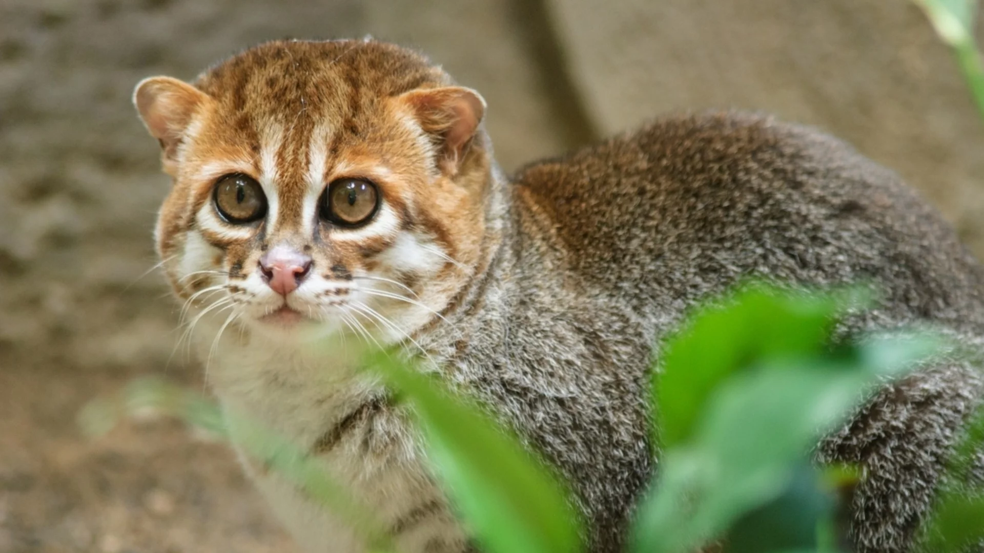 Смятана за изчезнала: Мистериозна дива котка отново се появи след почти 30 години