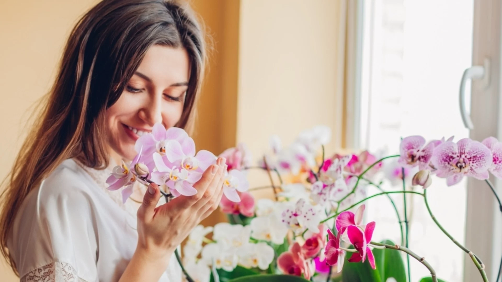 Топ 5 на най-добрите стайни растения за пречистване на въздуха
