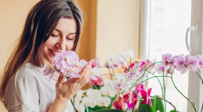 Топ 5 на най-добрите стайни растения за пречистване на въздуха