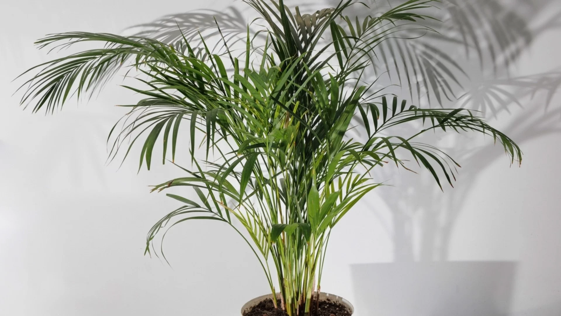 Топ 5 на най-добри стайни растения за хора страдащи от алергии