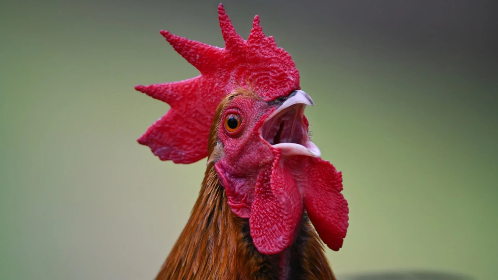 Хороскоп за утре, 2 февруари: Петльовден ще събуди късмета на Везните и ще даде сила на Козирозите