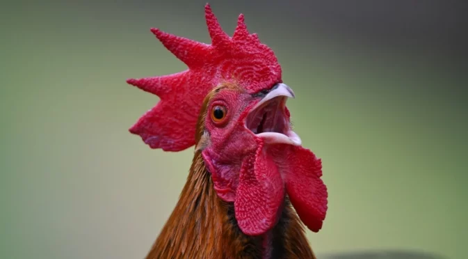 Хороскоп за утре, 2 февруари: Петльовден ще събуди късмета на Везните и ще даде сила на Козирозите