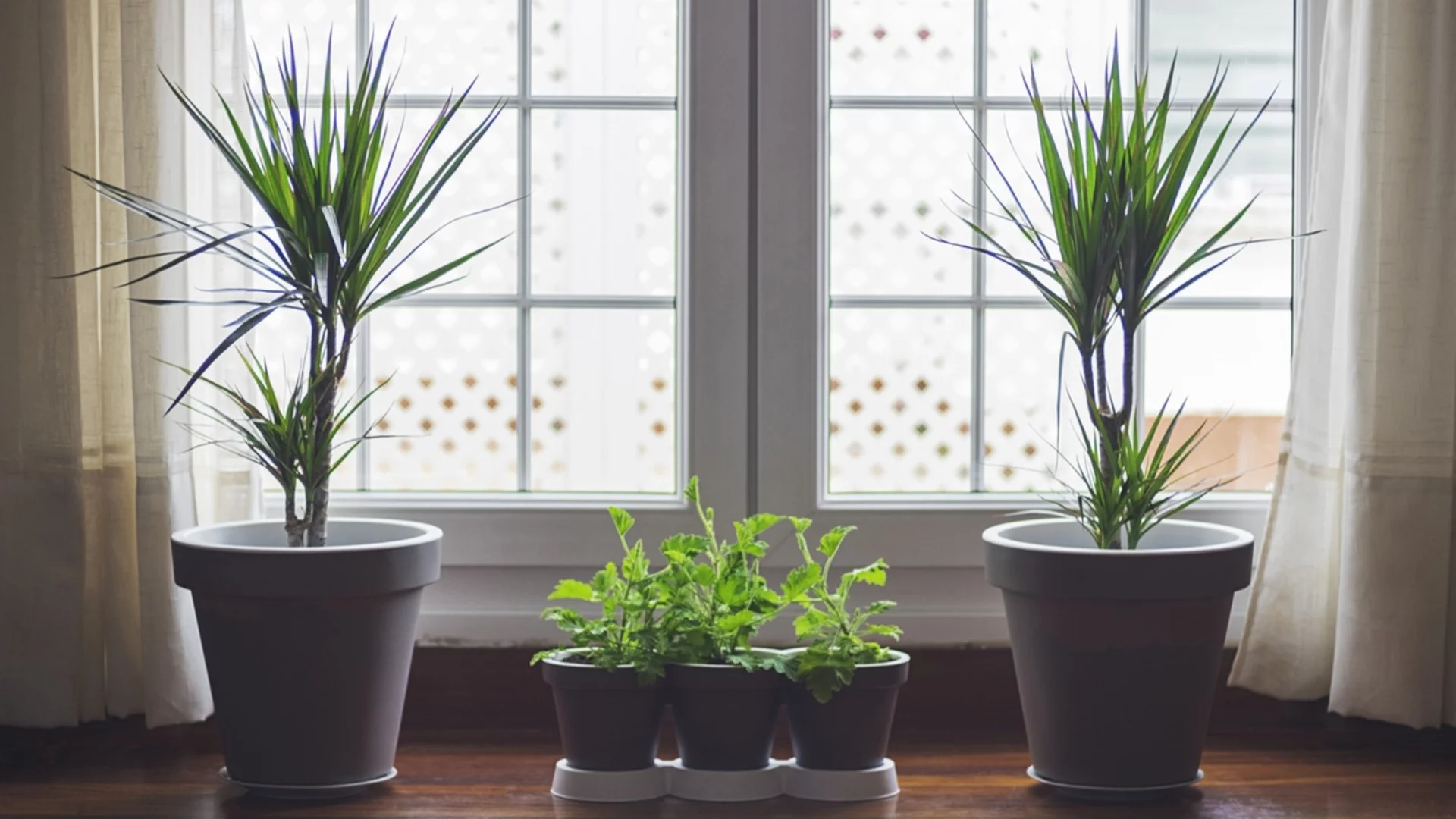 Стайни растения подходящи за хора, които имат тревожност