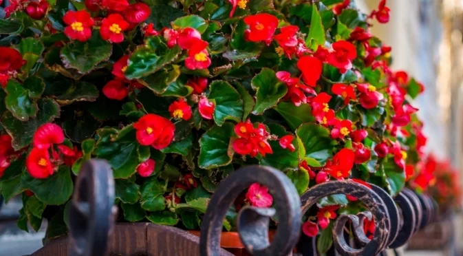 Пълно ръководство за торене на бегониите