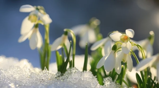 Грижа за кокичетата в градината 