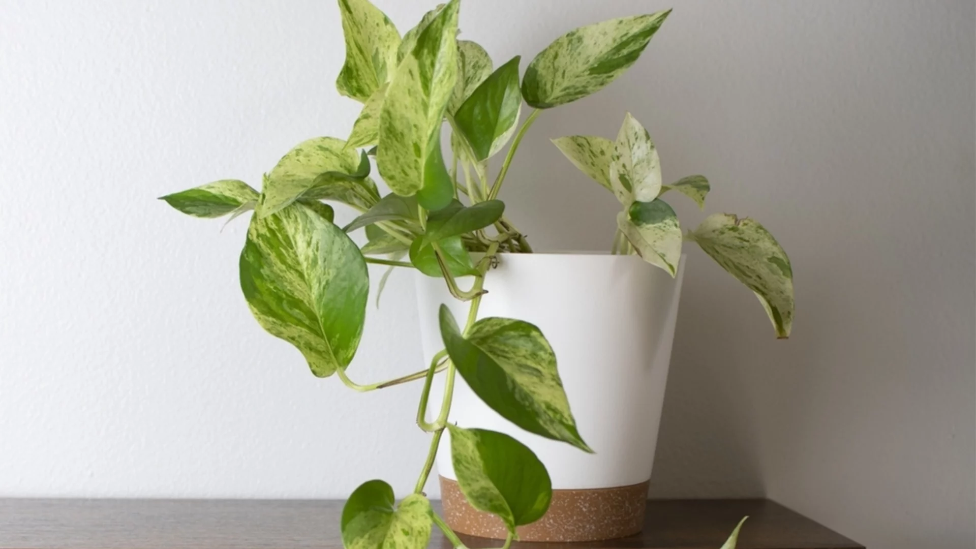 Най-добрите места за поставяне на потос според Фън Шуй