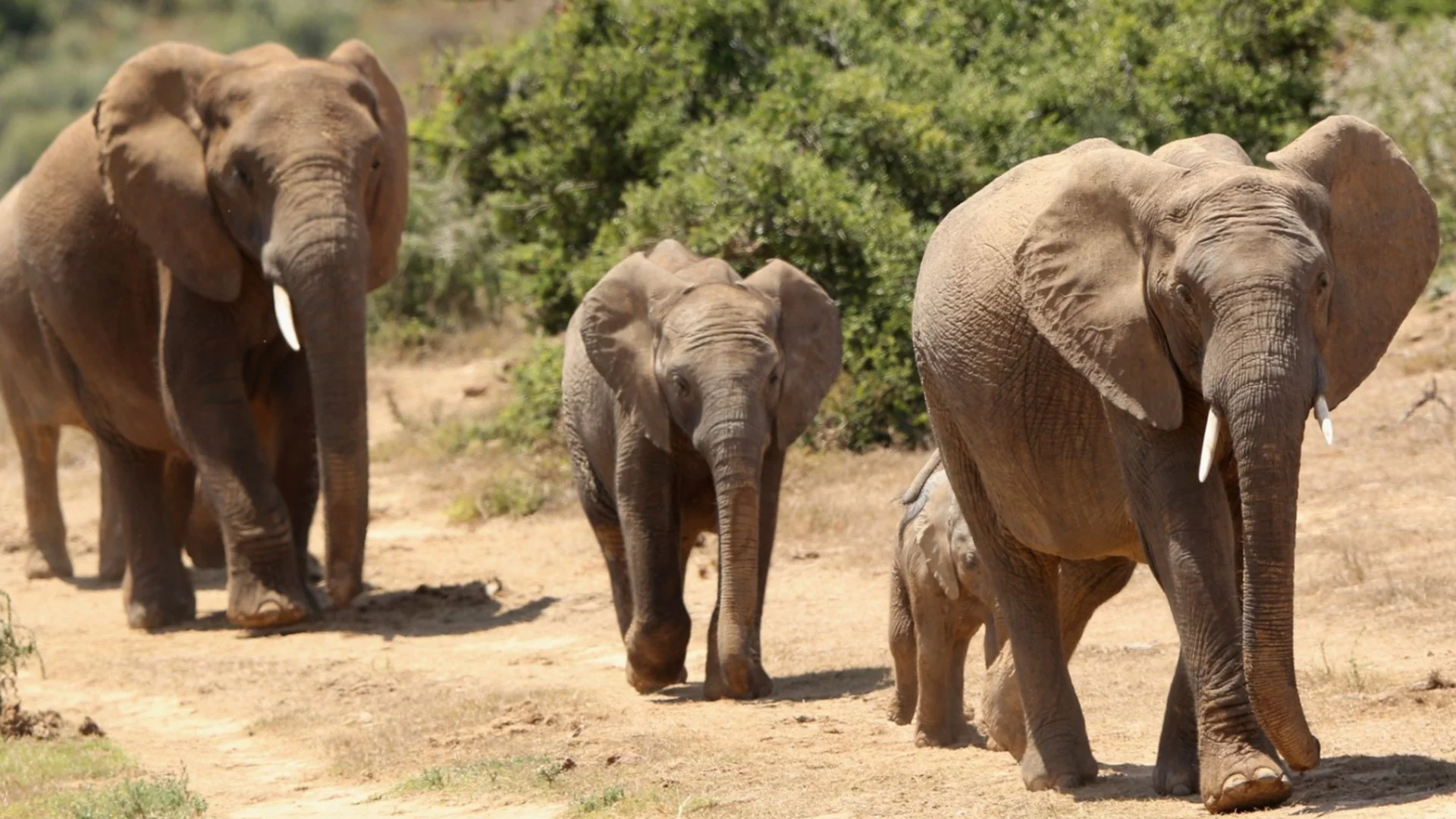 Ботсвана заплаши Германия да й изпрати 40 хил. слона: Лесно ви е да си седите в Берлин и да давате акъл