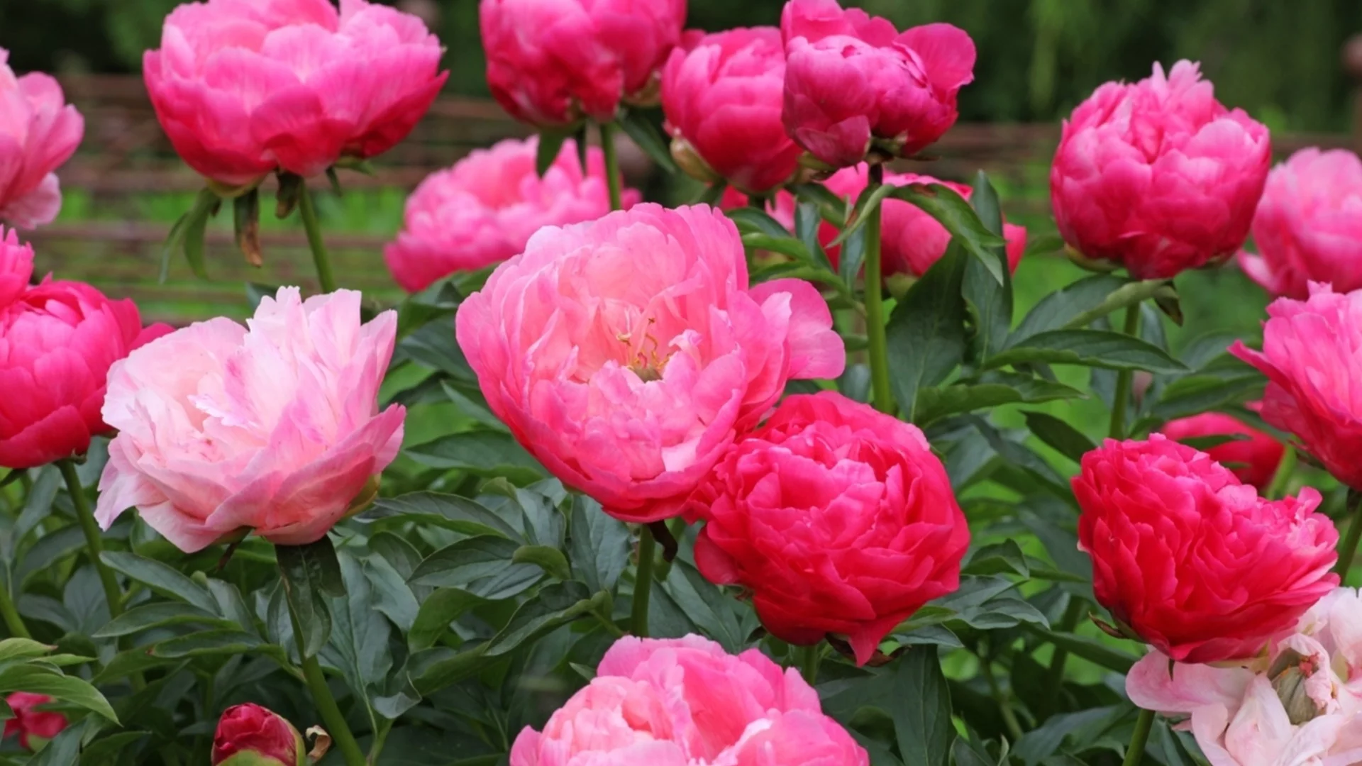 Как да размножим божурите