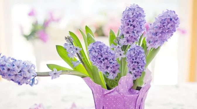 Как да отгледате зюмбюли на закрито