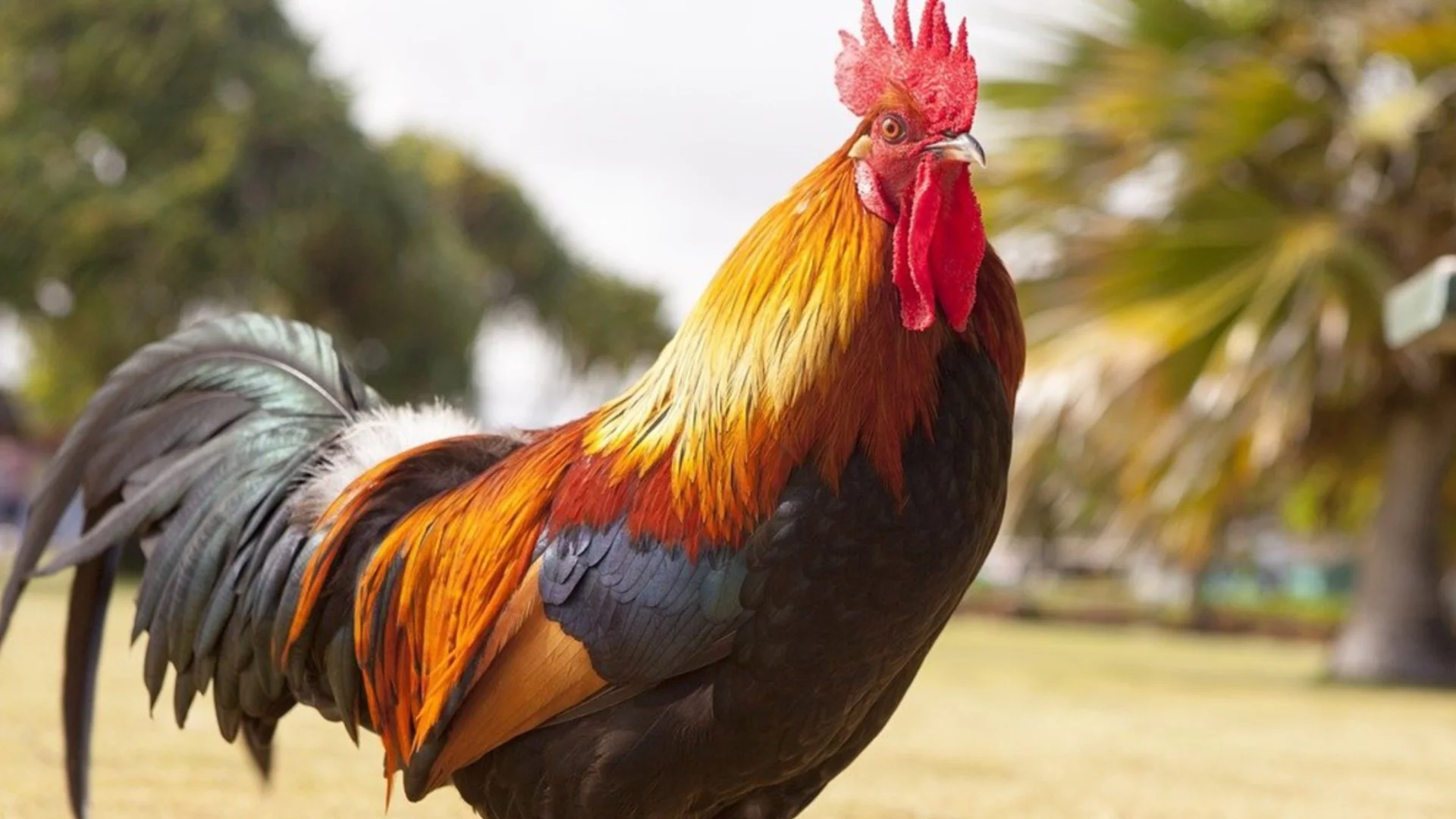 Петльовден иде: Традиции, обичаи и забрани на празника