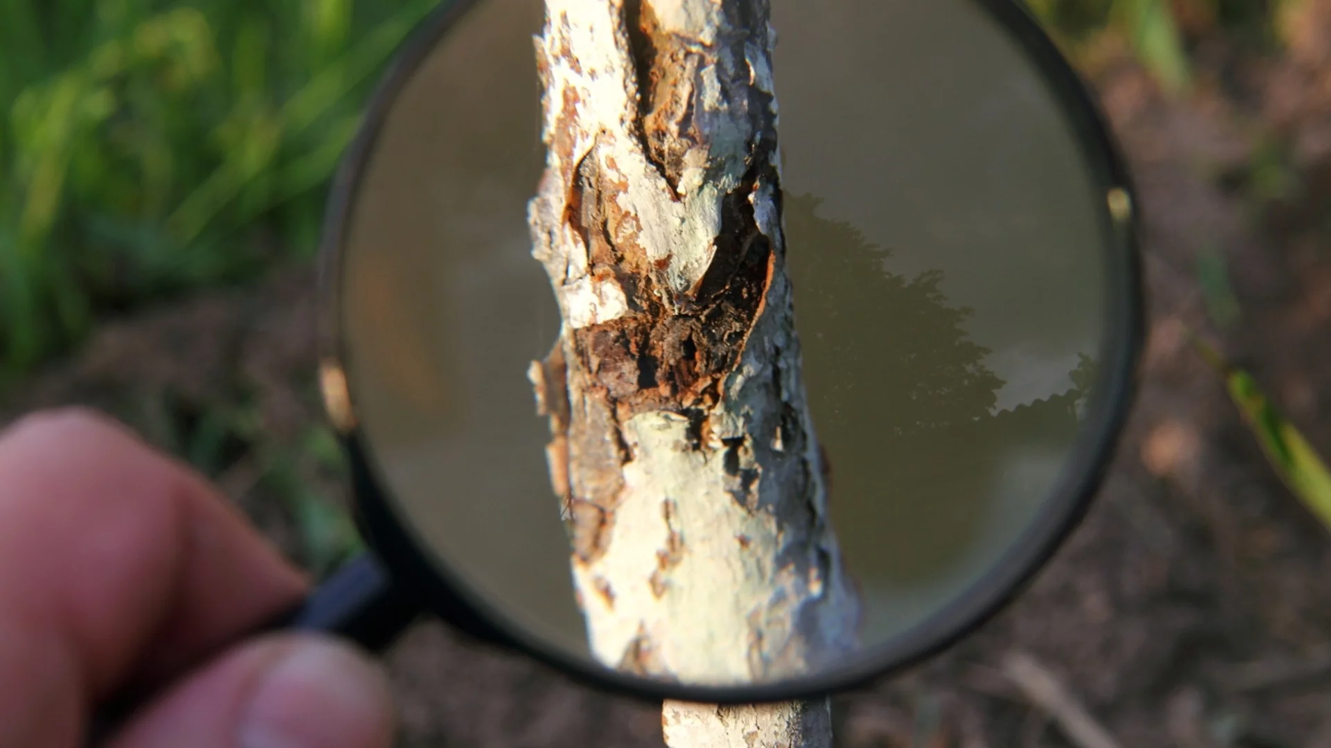 Кората на овошките се напуква? С този домашен лек ще спасите дървото!