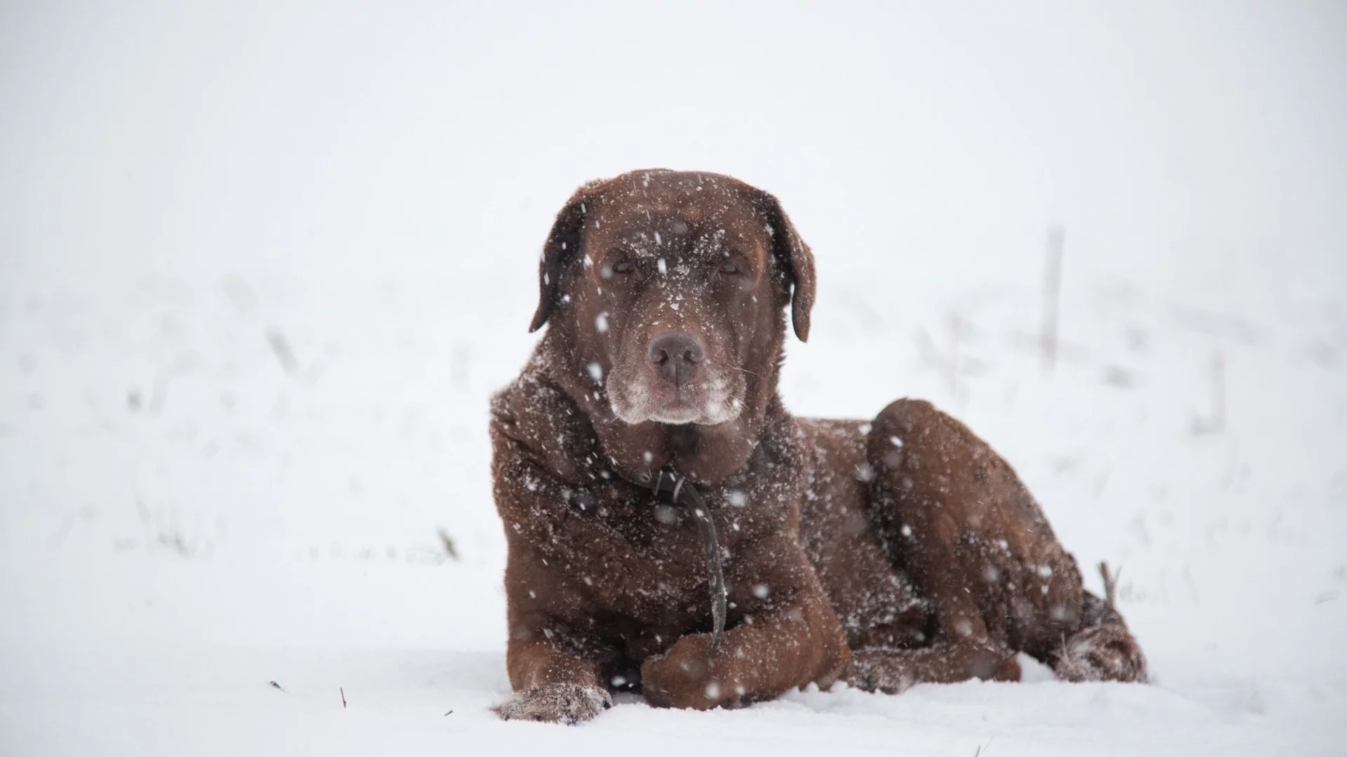 Прогноза за времето - 2 февруари 2026 г. (понеделник)