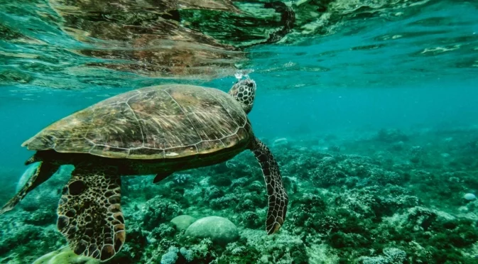 Учени откриха коя е най-голямата скрита заплаха за океаните