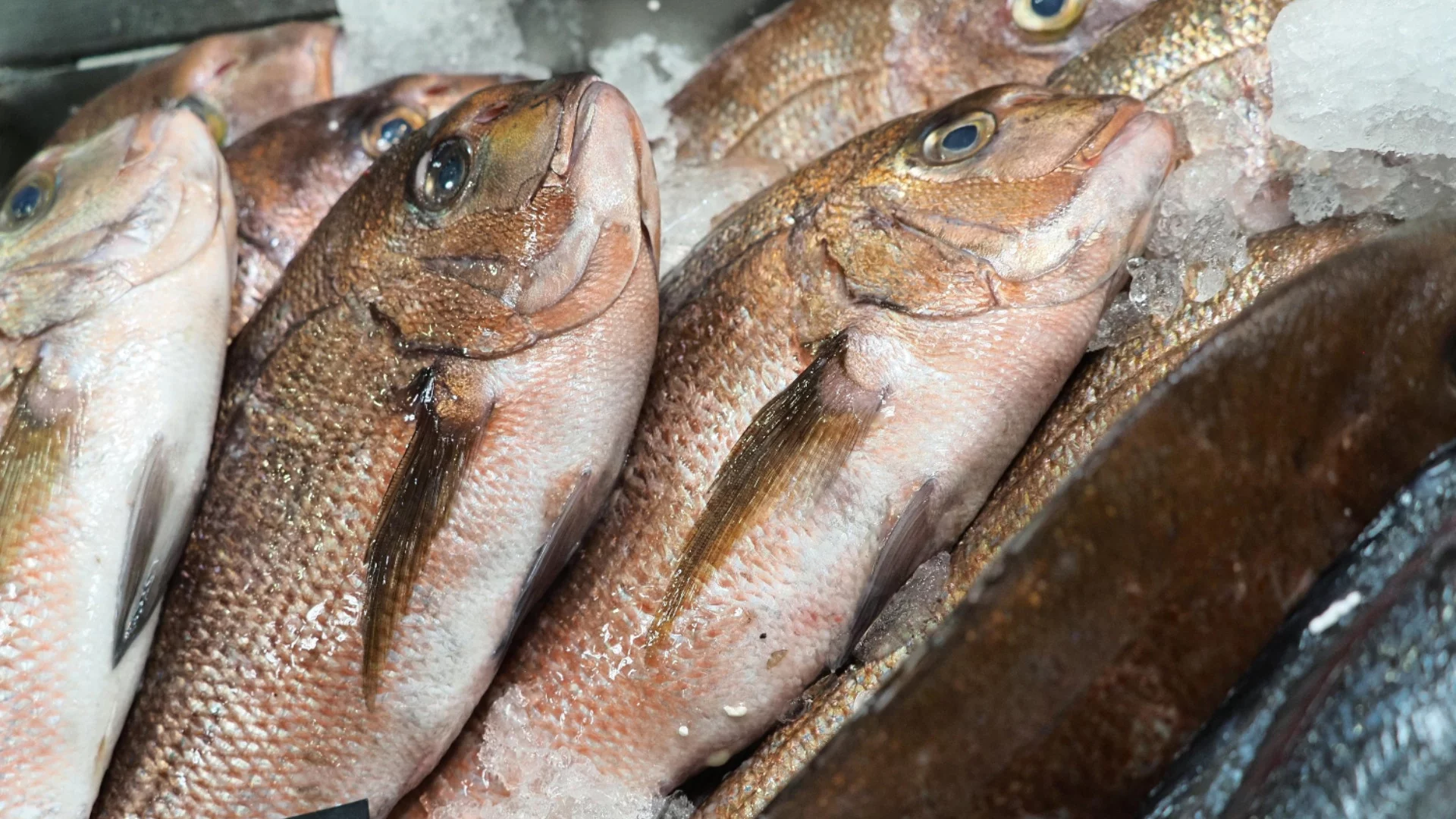 Пример с риба как всъщност западните санкции срещу Русия не работят, защото малко се спазват