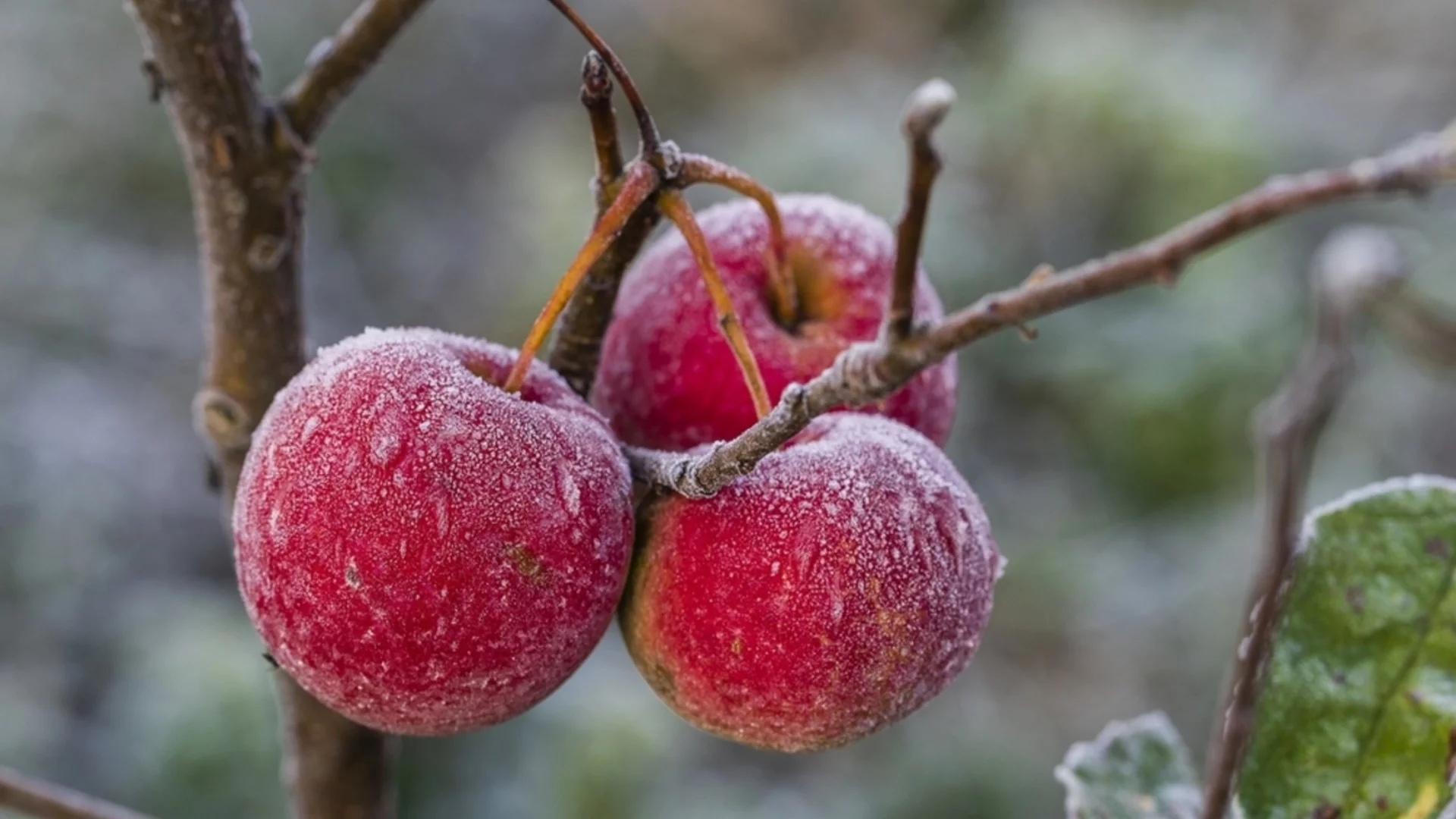 Как да разпознаете болно дърво през зимата? Внимавайте за тези 3 признака!