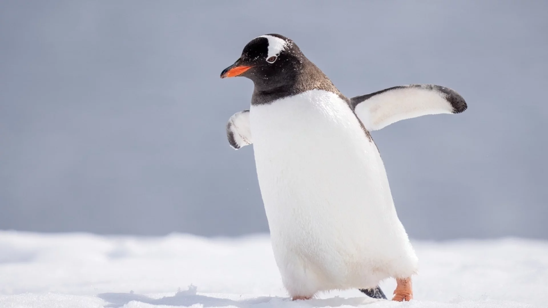 "Косово е в Сърбия": Белград заговори за "пингвини" на Балканите (ВИДЕО)