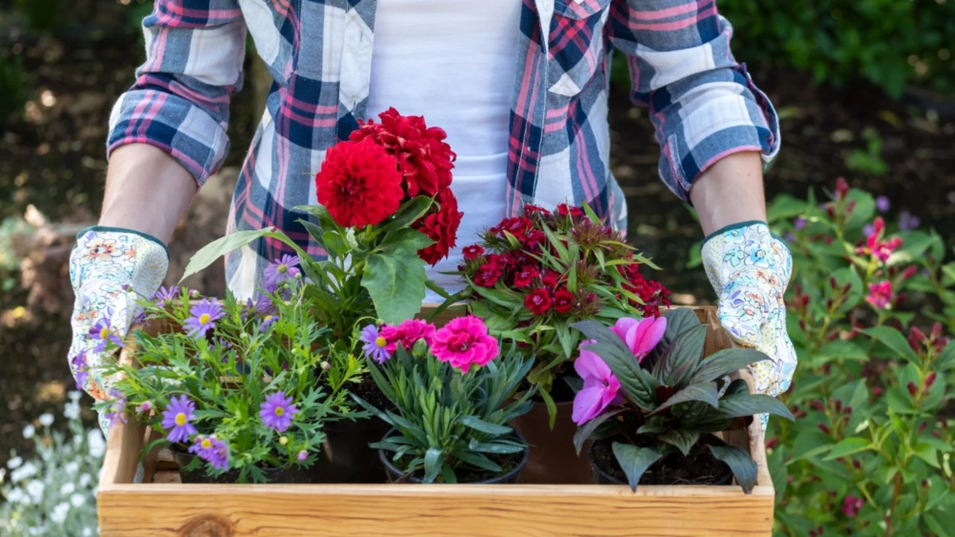 10 цветя, които да засадите в градината си през 2026 - носят късмет и пари