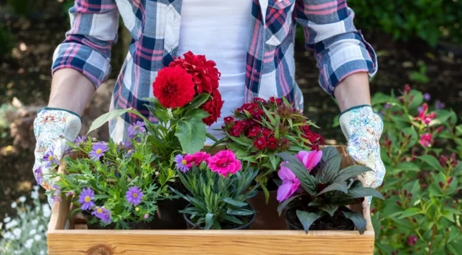 10 цветя, които да засадите в градината си през 2026 - носят късмет и пари