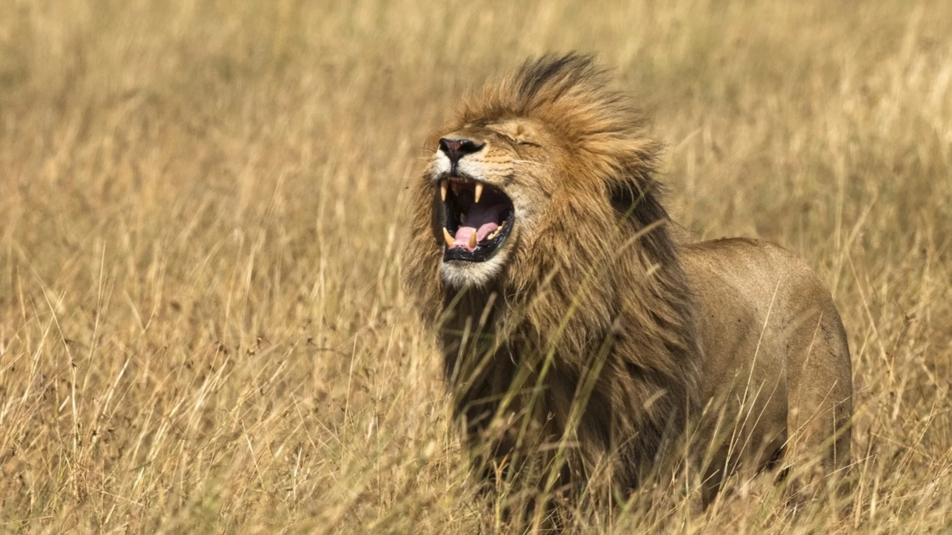 Нови открития пренаписват историята на големите котки