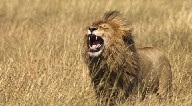 Нови открития пренаписват историята на големите котки