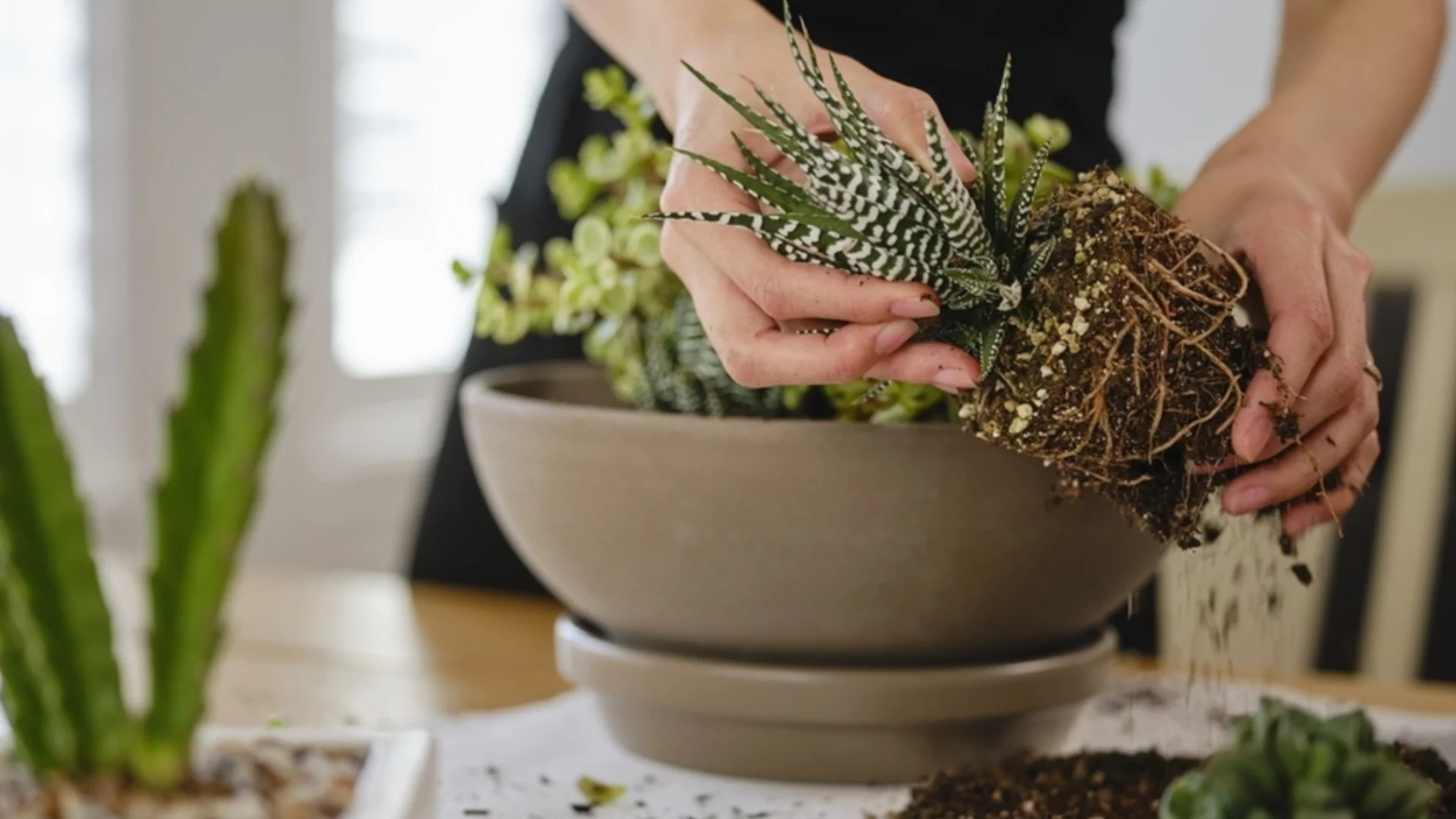 Какво е кореново гниене и как да се справим с него