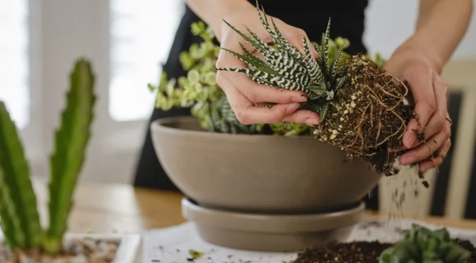 Какво е кореново гниене и как да се справим с него