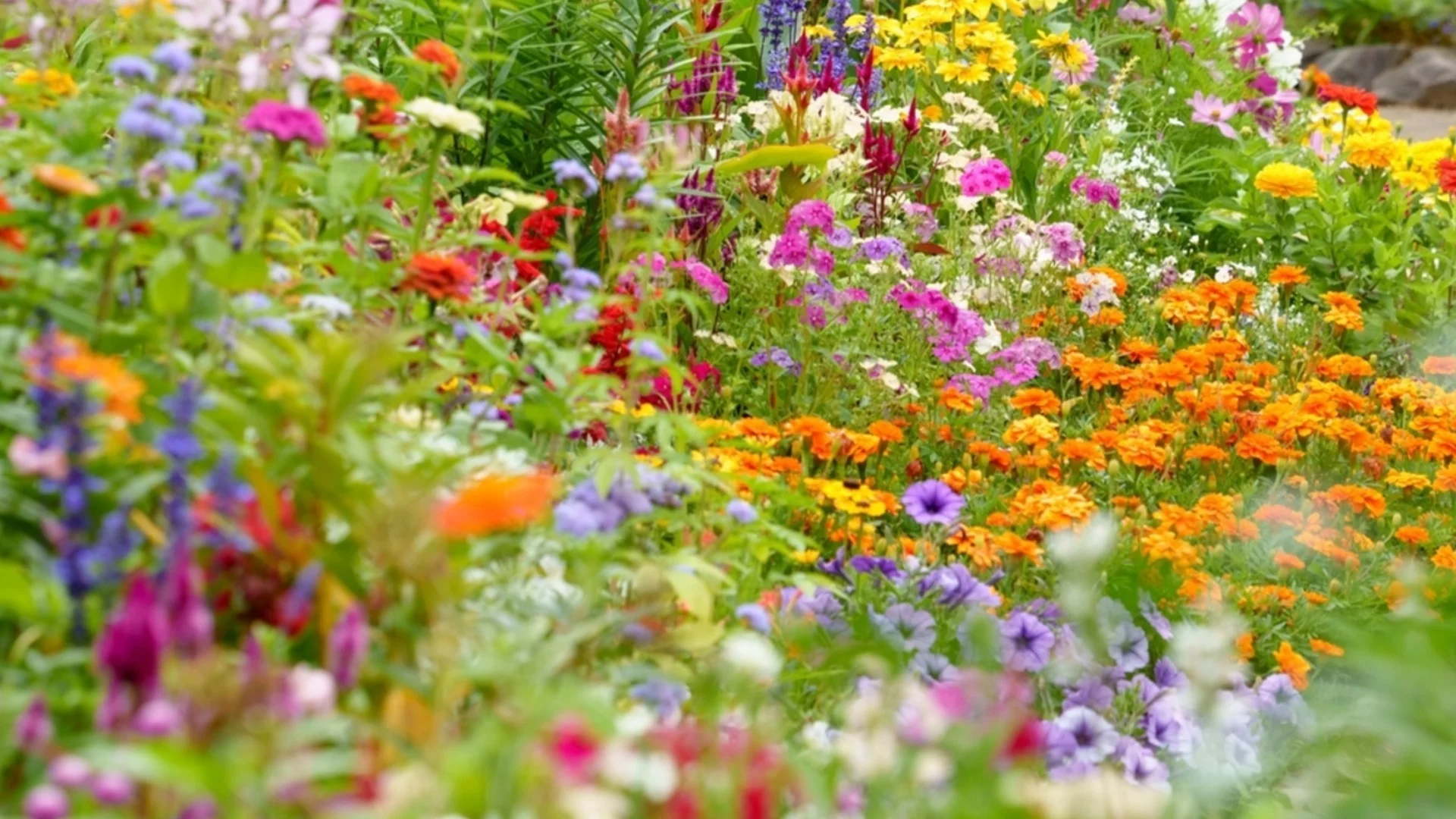 Засадете семената на тези цветя през февруари