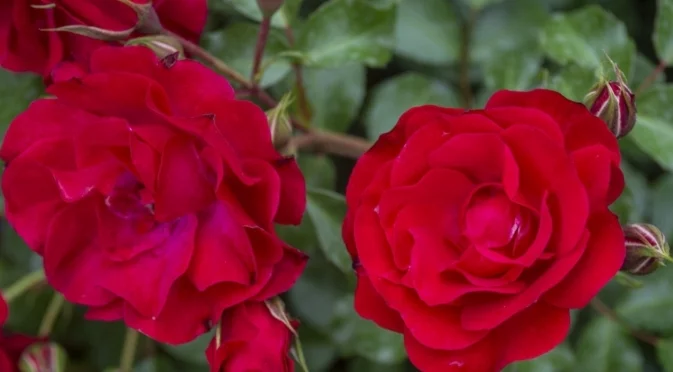 Най-добрият метод за поливане на рози