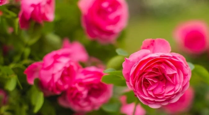 Никога НЕ засаждайте розите в тази част на градината