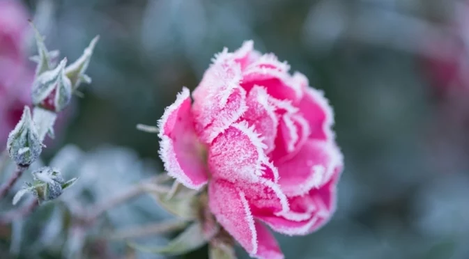 Растения, които винаги трябва да отстранявате за максимален цъфтеж 