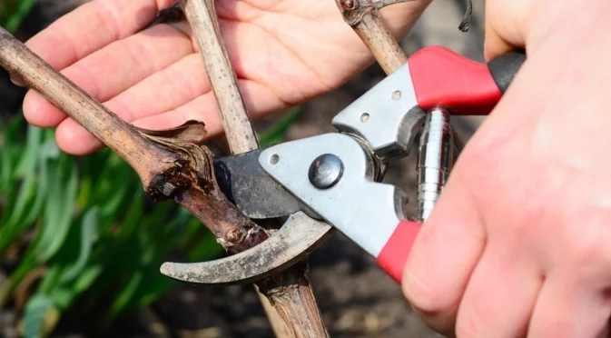 Разлики между резитбата на овощни дървета и обикновени 