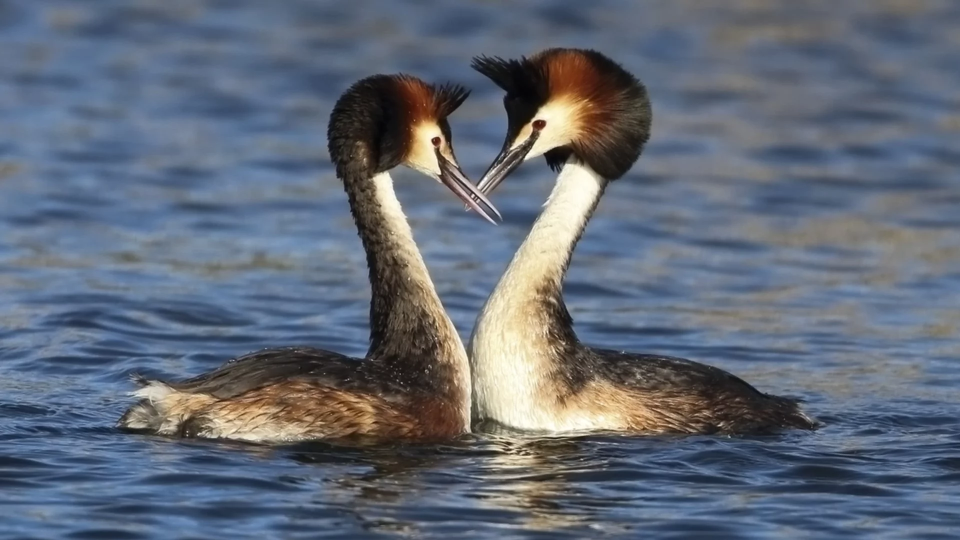 Трилър в природата: Диви патици нападат и ядат пиленца на защитен вид (СНИМКА)