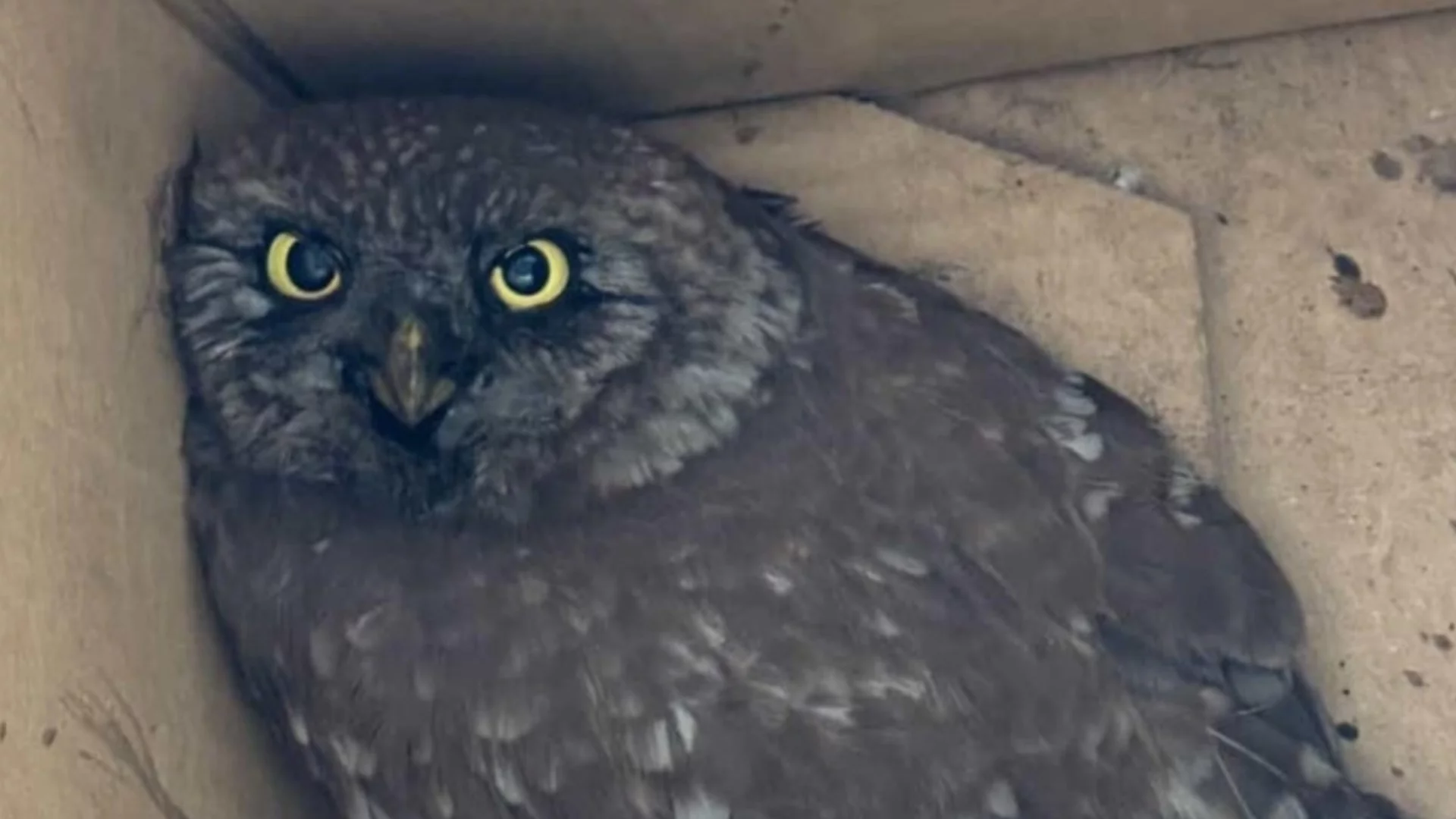 Екип на РИОСВ-София спаси кукумявка, попаднала в комин